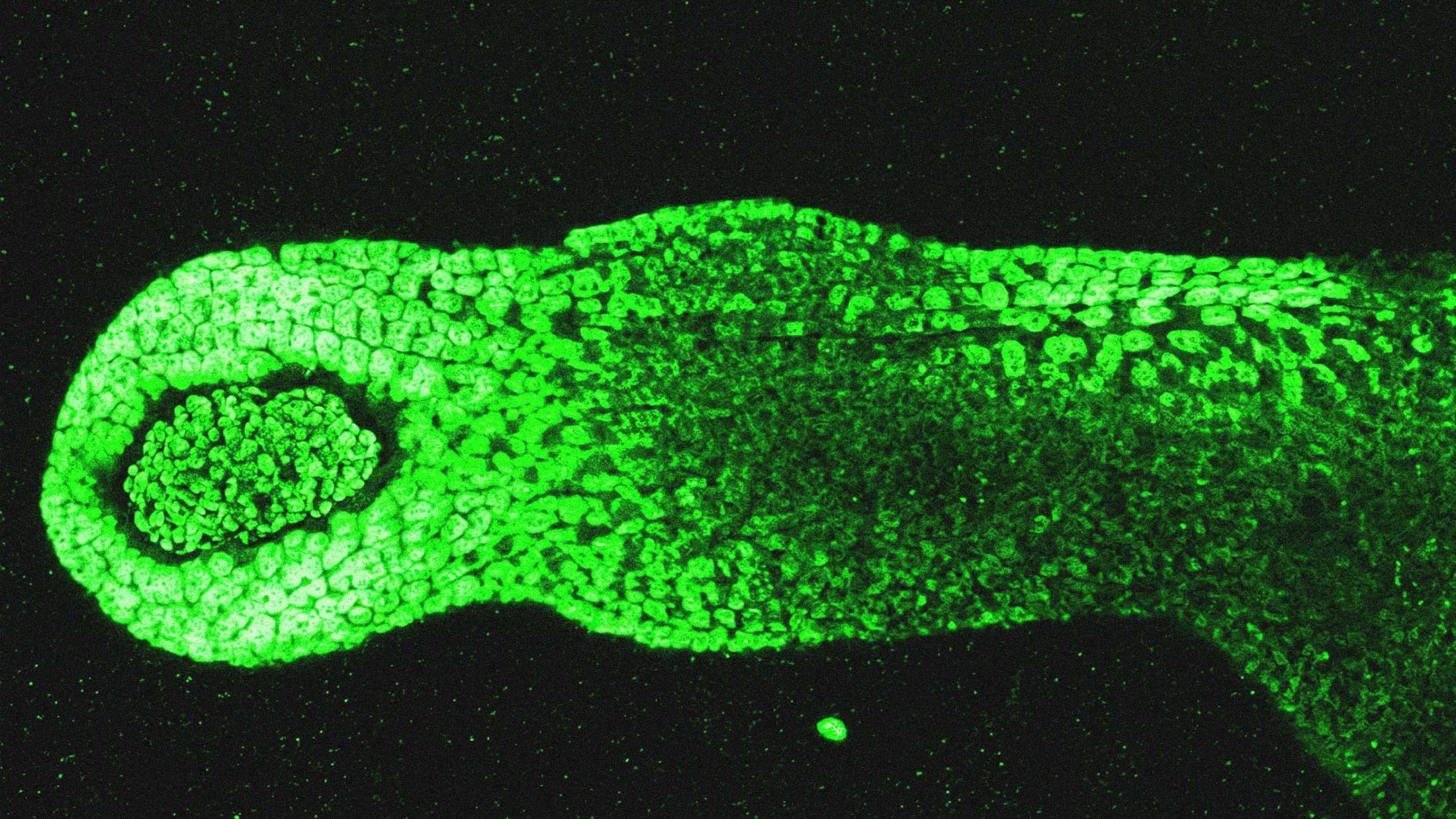 Japanese Scientists Identify the Cells That Actually Control Hair Growth