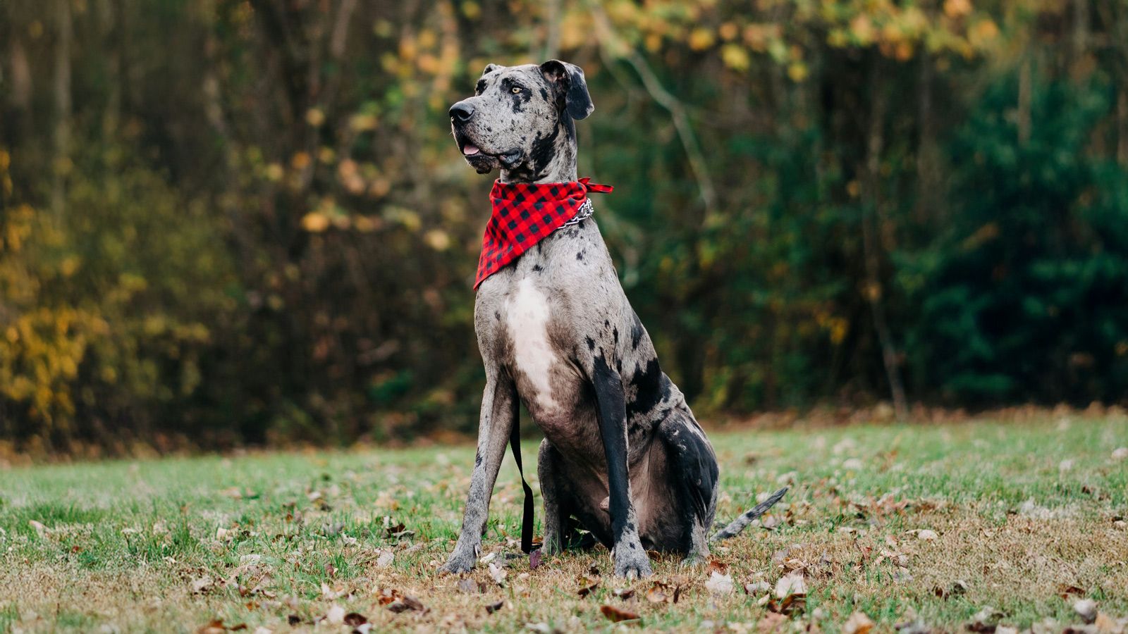 The First Real Longevity Drug Might Be for Your Dog